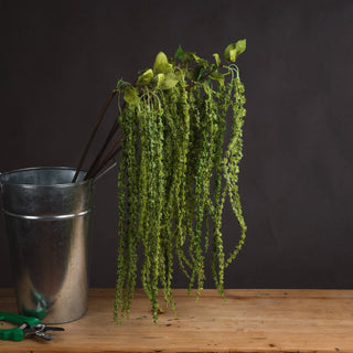 Green plants in metal pot