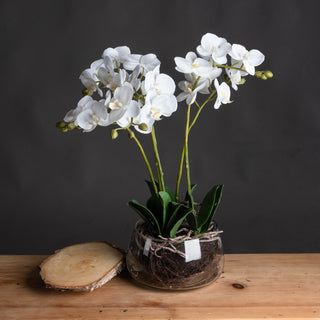 White Orchid in Glass Pot – Elegant Faux Plant