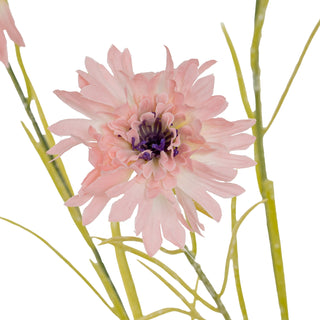 Pink Cornflower Stem