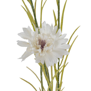White Cornflower Stem