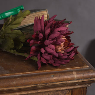 Close-up of the burgundy spider chrysanthemum flower head resting on an antique wooden chest, with old books visible behind.