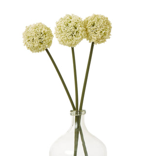 Three cream allium stems displayed in a clear glass bottle against a white background.