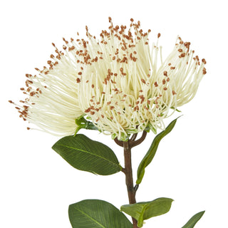Detailed view of the cream protea flower, showing the fine filaments and brown tips, stem, and green leaves.