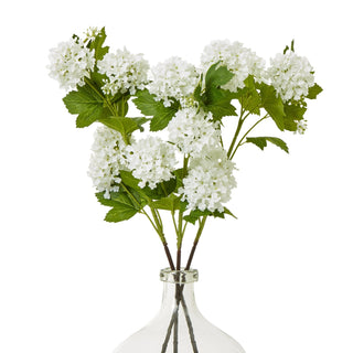 Artificial cream viburnum snowball stems grouped together in a clear glass vase.