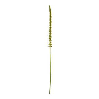 Plain studio shot of a single artificial green eremurus flower spike and stem against a white background.