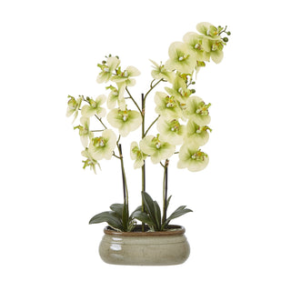 Plain front-on view of an artificial pale green orchid in a glazed, speckled ceramic planter.