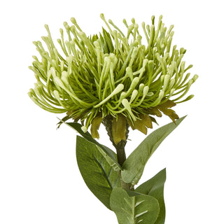 Close-up of the green protea bloom showing the dense, light green, needle-like structure.
