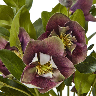 Close detail of the artificial hellebore flowers, highlighting the deep plum petals and yellow centres.