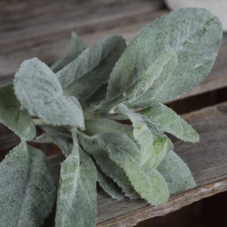 Extreme close-up showing the realistic fuzzy surface of the grey-green lambs ear leaves.