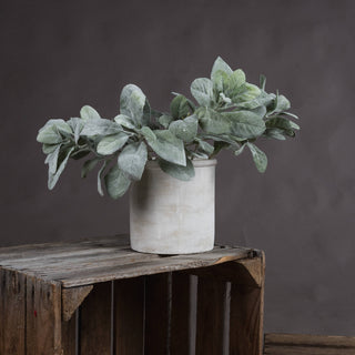 Fuzzy grey-green lambs ear spray in a cream pot, resting on a rustic wooden crate.