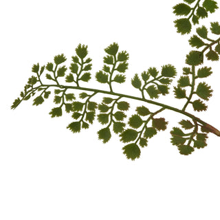 Detail shot of the artificial fern stem highlighting the small, dark green, scalloped leaflets.