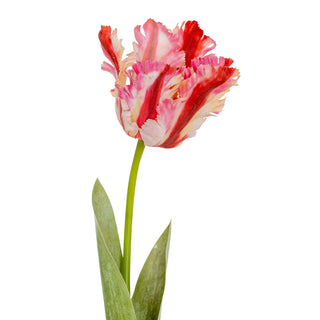 Artificial parrot tulip with fringed petals in shades of pink, red, and cream, shown on a white background.