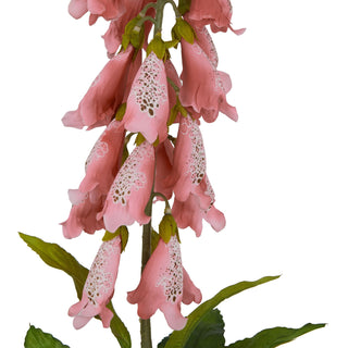 Detail shot of the pale pink foxglove bells with speckled markings and green leaves.