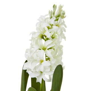 Close view of the white hyacinth flower spike, showing open blossoms, green centres, and unopened buds.
