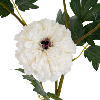 Close up of the large white marigold flower highlighting the layered petals and purple centre.
