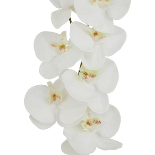Detail shot showing multiple white orchid blooms with yellow and red spotted centres.