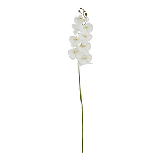 Plain front-on view of a single artificial white butterfly orchid stem with multiple open flowers and buds.
