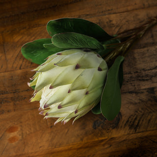 Overhead view of the closed white protea bud showing overlapping bracts and dark green leaves on rustic wood.