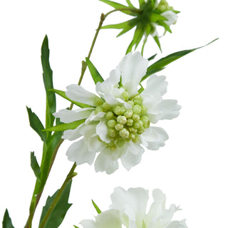 Close-up of the artificial white scabious flower showing the petals and light green central buds.