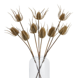 Multiple brown teasle stems arranged in a clear glass vase against a white background.