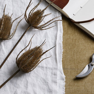 Close-up showing the spiky texture of three brown teasle heads on white linen and textured hessian.