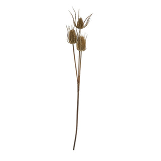 Brown triple teasle stem displayed vertically, showing the full length of the stalk and three heads.
