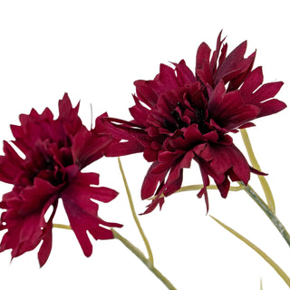 Close-up showing the layered, textured petals of two burgundy cornflower heads.