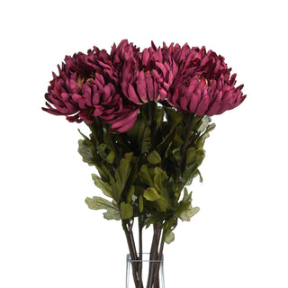 A tight bunch of burgundy spider chrysanthemum stems in a clear vase against a white background.