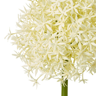 Detail shot of the cream allium flower head, highlighting the dense arrangement of small, spiky florets.