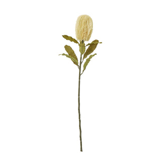 Full length, plain front-on view of the artificial banksia stem with a cream cone-shaped flower head and dark green serrated leaves.
