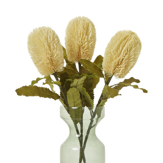 Three cream banksia stems arranged in a pale green glass vase against a white background.