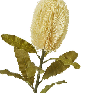 Close-up detail of the cream banksia flower head texture and the serrated green leaves.