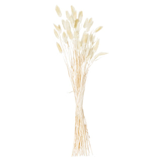 Bunch of dried cream bunny tail flowers, showing the stems gathered and tied together, against a plain white background.