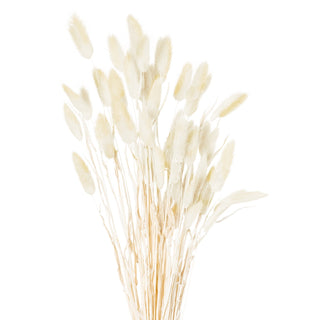 Cream dried bunny tail flowers showing the fluffy seed heads and long light brown stems, photographed against white.