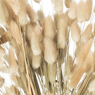 Close-up of the dense cluster of cream bunny tail seed heads, highlighting the soft, fluffy texture.
