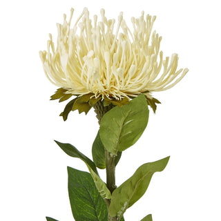 Close detail of the cream protea flower head, stem, and textured green leaves against a white background.