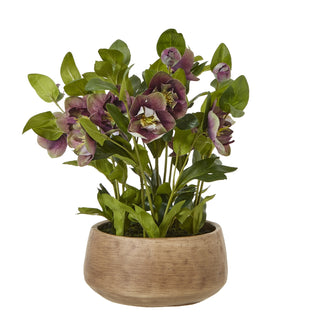 Deep plum hellebore plant with green leaves and buds in a round, textured taupe pot. Plain front-on product shot.