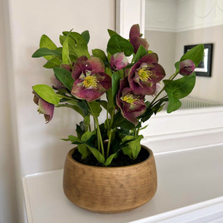 Deep plum hellebore in textured taupe pot on a white shelf, reflected in a mirror background.