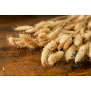 Detail shot of the pale, fluffy texture of the dried bunny tail seed heads on a dark wood grain.