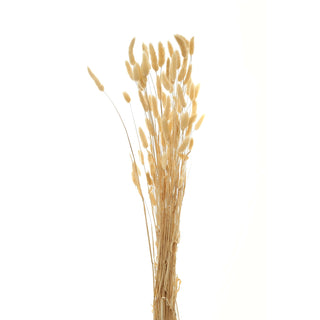 Plain front-on shot of a tied bouquet of dried bunny tails with light beige fluffy seed heads.