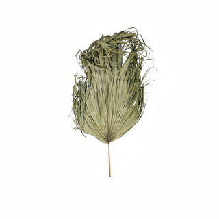 Dried green fan palm leaf with a frayed top edge and stem, shot front-on against white.