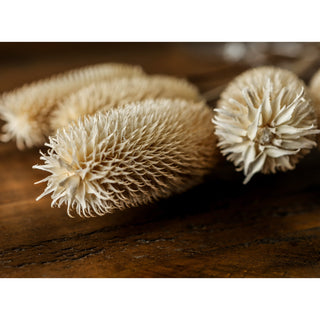 Close detail of the dried white thistle heads, showing the overlapping, spiky scales and fibrous ends.