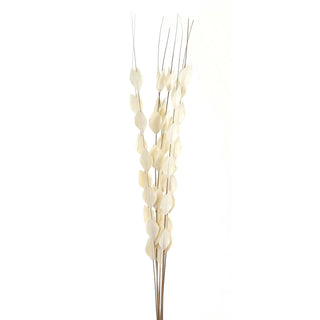 Dried flower bouquet of Thlaspi Arvense, showing white seed pods on thin brown stems against a plain white backdrop.