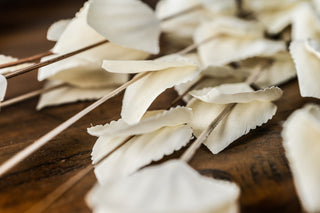 Extreme close-up of white Thlaspi Arvense pods and thin stems layered on a dark wooden surface.