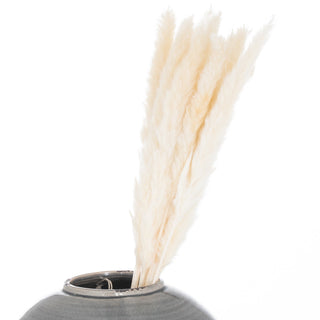 White pampas grass plumes displayed in the neck of a dark grey ceramic vase against a white background.
