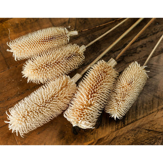 Five dried white thistle heads with spiky texture, arranged on a dark wooden surface.