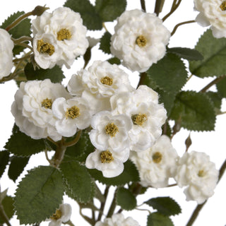 Cluster of artificial white wild rose blooms and green serrated leaves in a studio close-up.