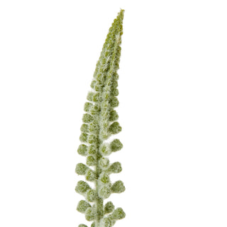 Close detail of the artificial Eremurus flower head, showing the dense, fluffy green buds.