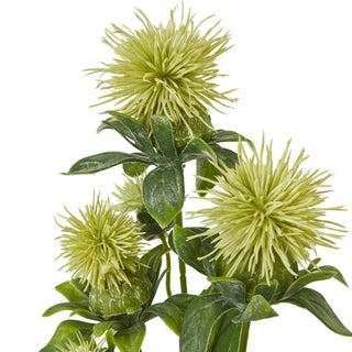 Close-up detail of the spiky, lime green safflower heads and textured dark green leaves.