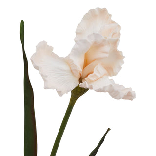 Detailed view of the pale apricot iris bloom, highlighting the ruffled petals and green stem.